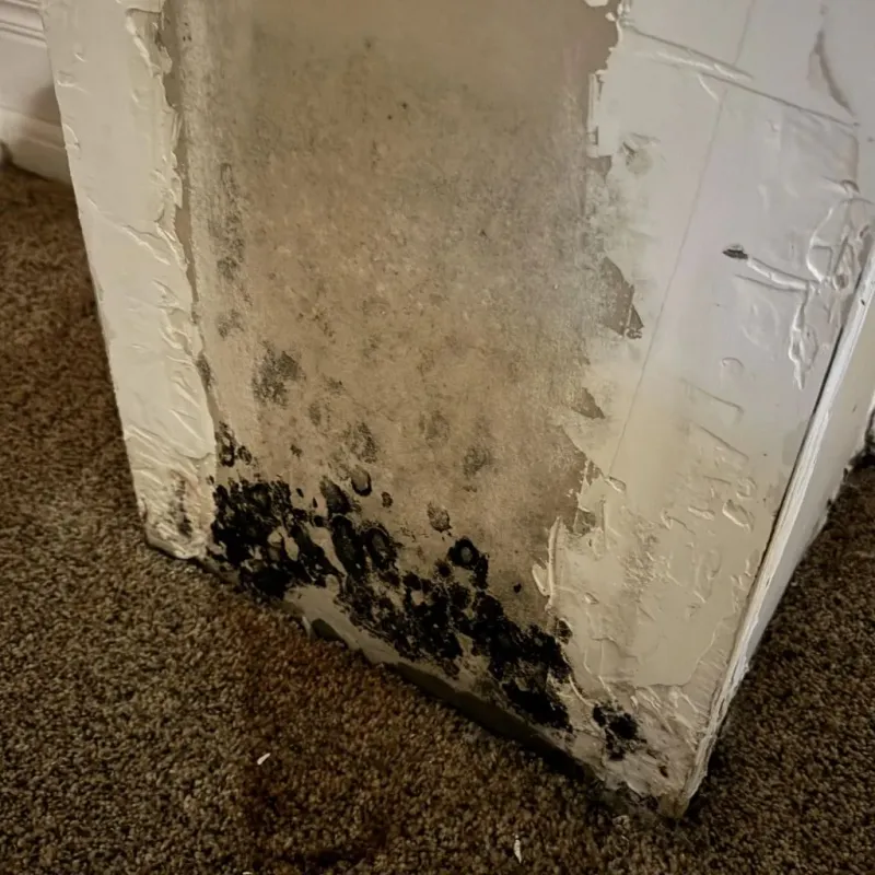 Professional Mold Removal in Medina, NY
